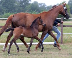 dressage horse Djuno Gold CE (Hanoverian, 2020, from Donier)