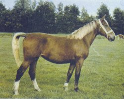 broodmare Jobica (Gelderland, 1959, from Rufus)