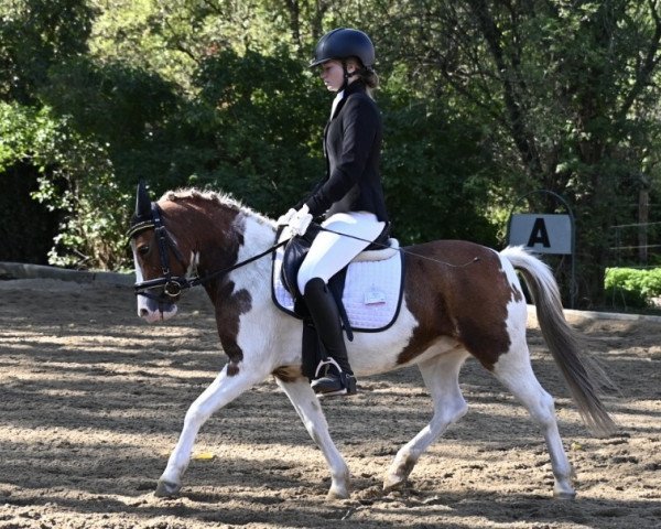 dressage horse Mary Lou 7 (Welsh-Pony (Section B), 2002)