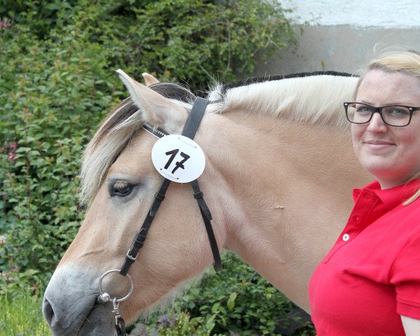 broodmare Lohja (Fjord Horse, 2012, from Kvest Halsnæs)