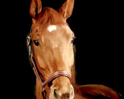 dressage horse Dolymbria W (Hanoverian, 2014, from Don Olymbrio)