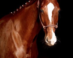 dressage horse Diamonds Donna W (Hanoverian, 2010, from Don Schufro)