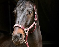 dressage horse Fellini 125 (Rhinelander, 2006, from Fiano)