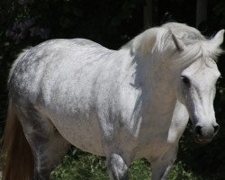 horse Doe Zoe (Connemara Pony, 2014, from Banks Timber)