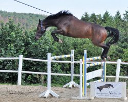 broodmare Veronika N (Oldenburg show jumper, 2015, from Vancouver d'Auvray)