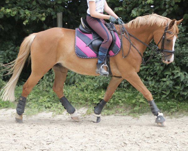 horse Sugar (German Riding Pony, 2010, from Jonker's Socrates)