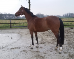 broodmare Cisina (Westphalian, 2013, from Captain Collin)