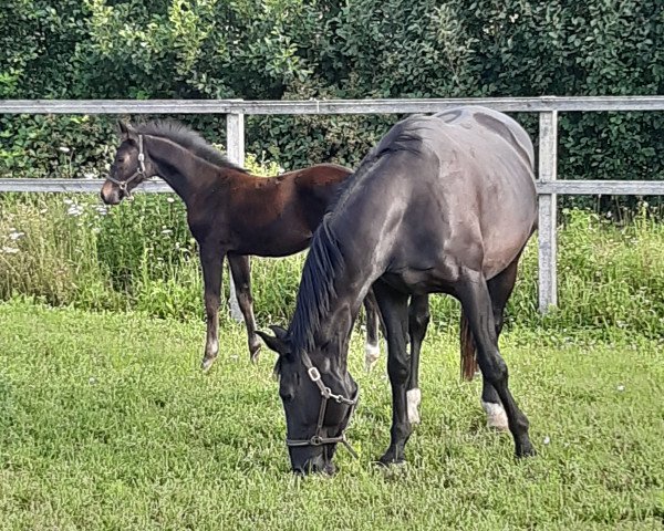 Zuchtstute Viviola (KWPN (Niederländisches Warmblut), 2002, von Gribaldi)