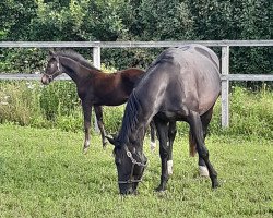 broodmare Viviola (KWPN (Royal Dutch Sporthorse), 2002, from Gribaldi)