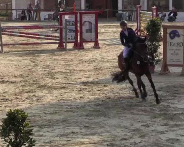 Reitturnier Xanten - Moermter 2015
