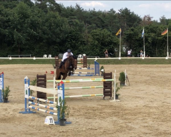 jumper Lemark (German Sport Horse, 2011, from Lemwerder)