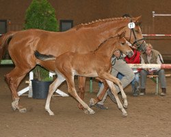 jumper Acords Sun (German Sport Horse, 2007, from Acordelli)