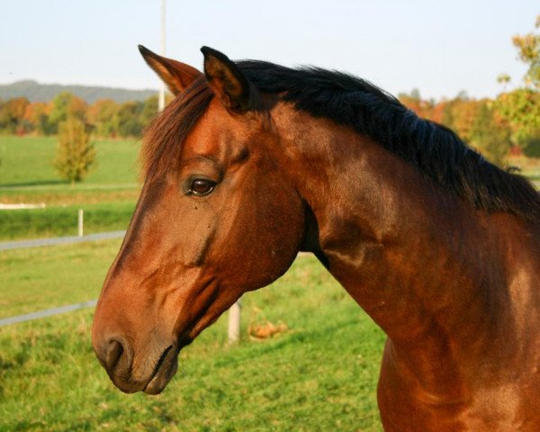 dressage horse Freixenet 17 (Westphalian, 1997, from Ferando)