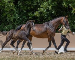 horse Cherubim JS (Hannoveraner, 2020, from Christ)