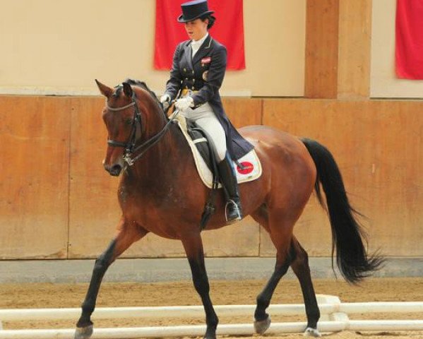 dressage horse Donnerfee excelsior (Oldenburg, 2006, from Riccione)