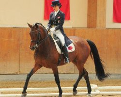 dressage horse Donnerfee excelsior (Oldenburg, 2006, from Riccione)