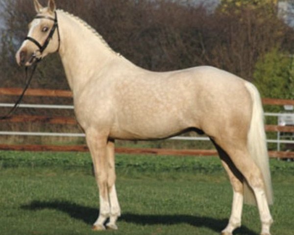 stallion Go for Gold (German Riding Pony, 2004, from FS Golden Highlight)