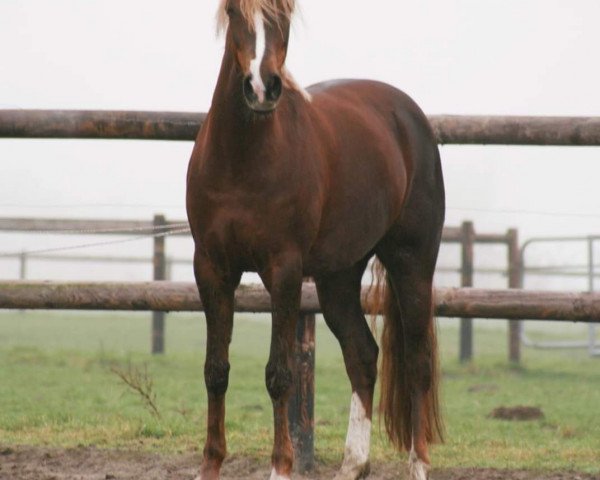 jumper Vanilla 11 (German Riding Pony, 2006, from Van Heinrich)