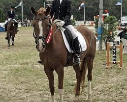 broodmare Dancy-Quin P (German Riding Pony, 2004, from Dornik-Double)