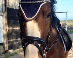 jumper Golden Wings (Oldenburger Springpferd, 2016, from Coupe Gold)