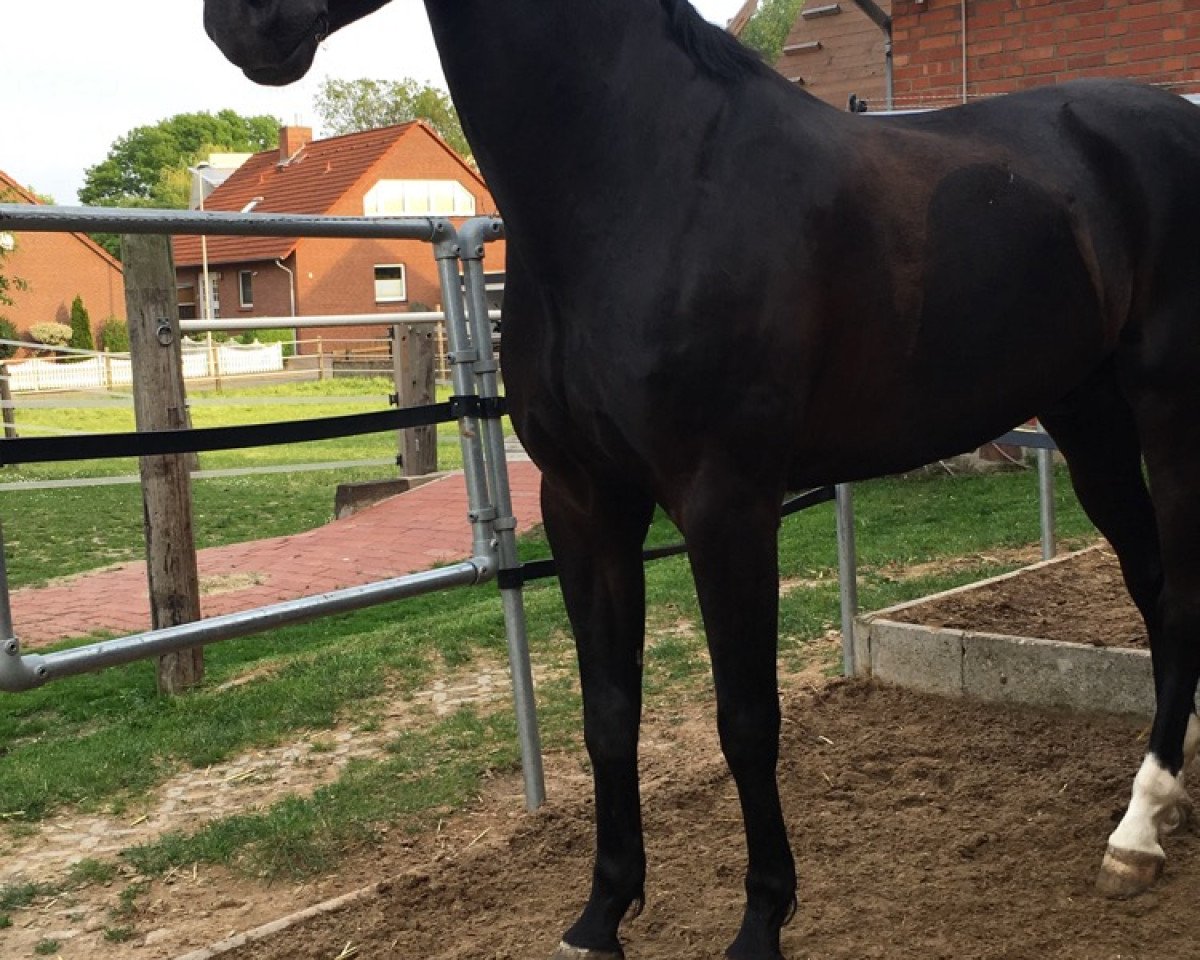 jumper Lucky Lux 3 (Hanoverian, 2010, from Levistano)