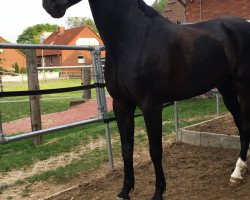 jumper Lucky Lux 3 (Hanoverian, 2010, from Levistano)