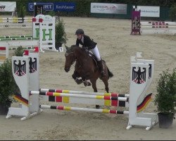 jumper Marilyn 29 (German Sport Horse, 2011, from Morning Star)