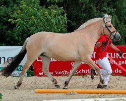 broodmare Erle (Fjord Horse, 2012, from Edwin)