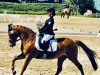 dressage horse Tobi 74 (German Riding Pony, 2002, from Top Mariano)