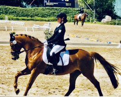 dressage horse Tobi 74 (German Riding Pony, 2002, from Top Mariano)