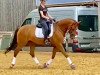 dressage horse Aviva S (Württemberger, 2013, from Apache)