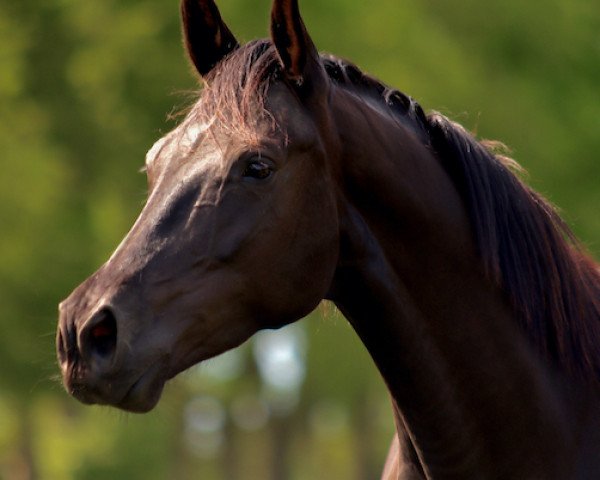 broodmare Lady in Black AK (Oldenburg, 2014, from Sir Donnerhall II OLD)