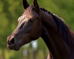 Zuchtstute Lady in Black AK (Oldenburger, 2014, von Sir Donnerhall II OLD)