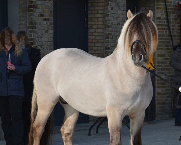 stallion Iskko (Fjord Horse, 2015, from Ilmar)