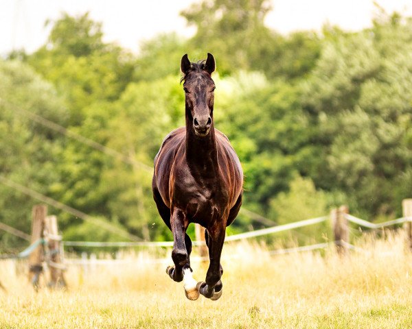 dressage horse Lavidate P (Westphalian, 2018, from Libertad)