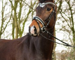 broodmare Fabienne P (Westphalian, 2014, from Feedback 16)