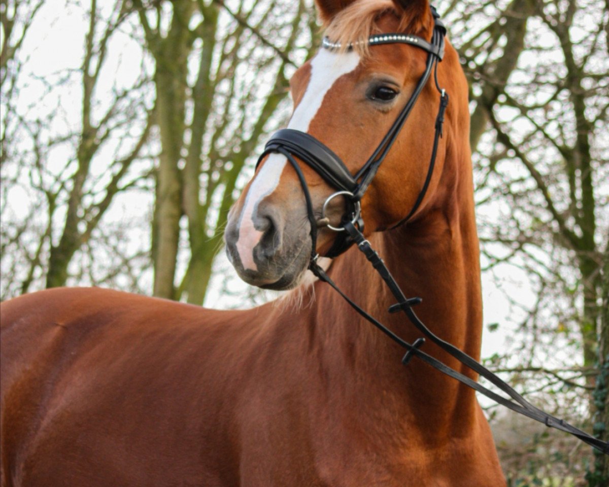 dressage horse Bella Fleur P (Hanoverian, 2015, from Belantis)