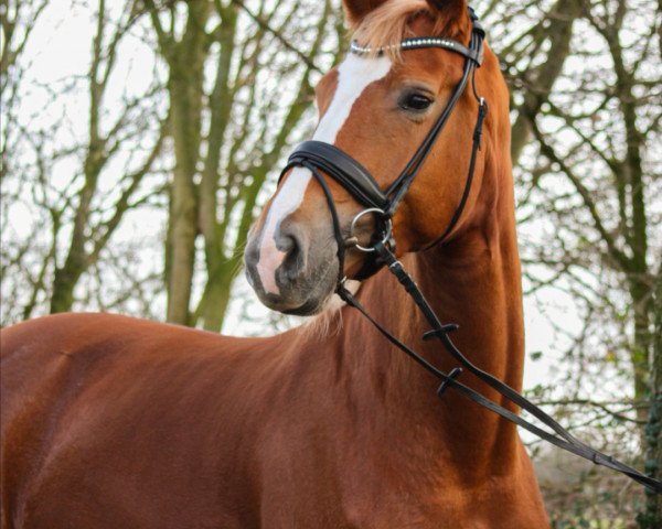 dressage horse Bella Fleur P (Hanoverian, 2015, from Belantis)