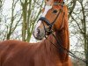 dressage horse Bella Fleur P (Hanoverian, 2015, from Belantis)