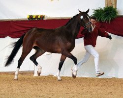 dressage horse Finale 184 (German Sport Horse, 2014, from Fred Astaire)