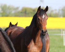 broodmare Belissima S (Westphalian, 2019, from Bel Amour 3)