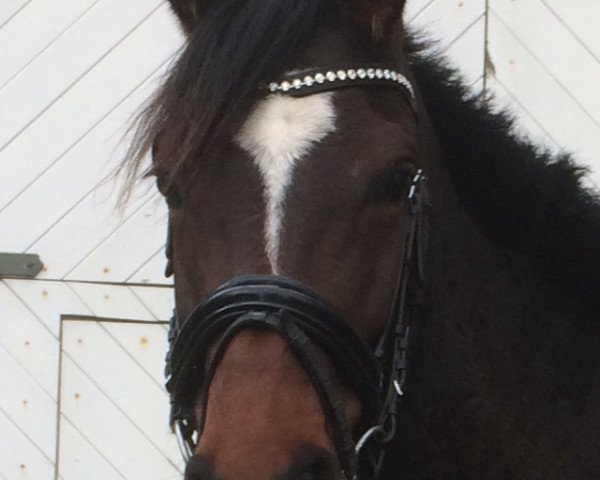 broodmare Fanan´s Girl (Rhinelander, 2012, from Fürst Grandios)