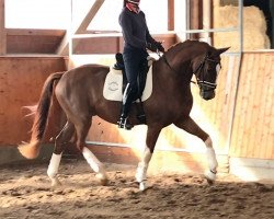 dressage horse Sirius (Westphalian, 2014, from Sir Heinrich OLD)