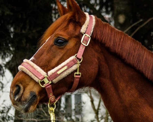 dressage horse Rising Sun 95 (Hanoverian, 2007, from Rascalino)