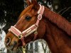 dressage horse Rising Sun 95 (Hanoverian, 2007, from Rascalino)