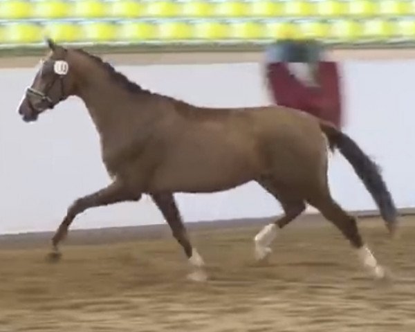 dressage horse Jerez de la Frontera (German Warmblood, 2015, from Glock's Johnson Tn)