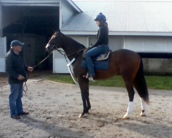 horse Polished Chrome xx (Thoroughbred, 2018, from California Chrome xx)