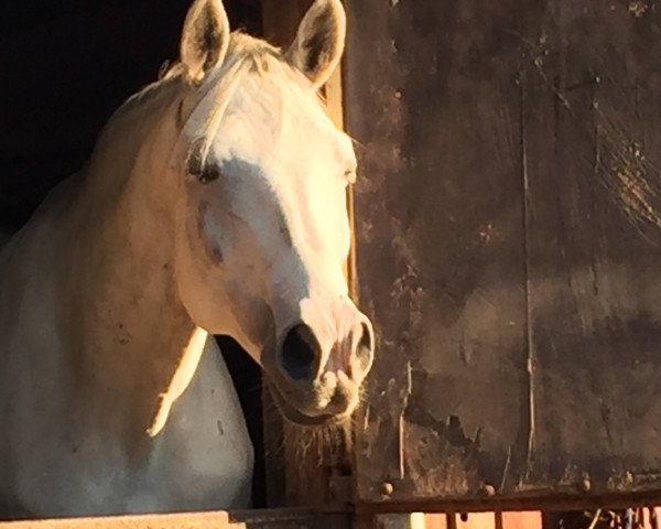 Pferd Namaste (Schwedisches Warmblut, 2006, von Saigon 1034)