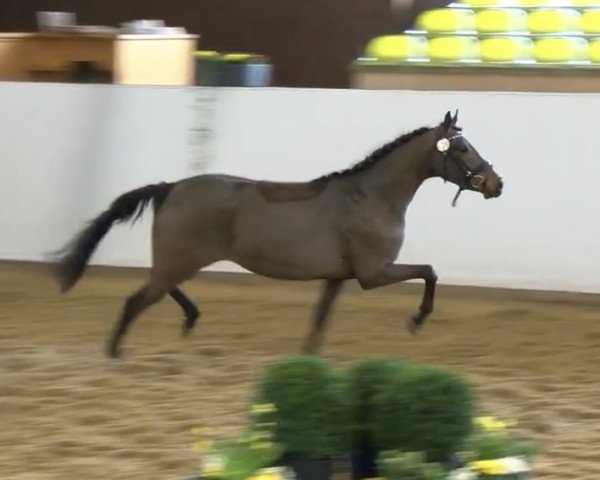 dressage horse Chippolina 3 (German Riding Pony, 2015, from Captain Sparrow)