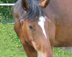 broodmare Latina (Hanoverian, 1998, from Laptop)